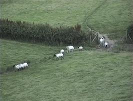 The sheep that entertained us this evening by following the path and each other along a very particular route